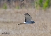 Falcon-10