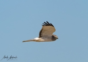 Falcon-30