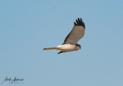 Falcon-31