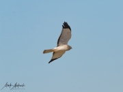Falcon-32
