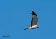 Falcon-38