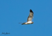 Falcon-40