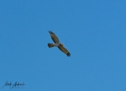 Falcon-43