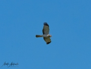Falcon-45