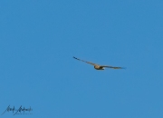Falcon-47