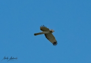 Falcon-48
