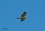 Falcon-51