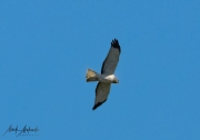 Falcon-53